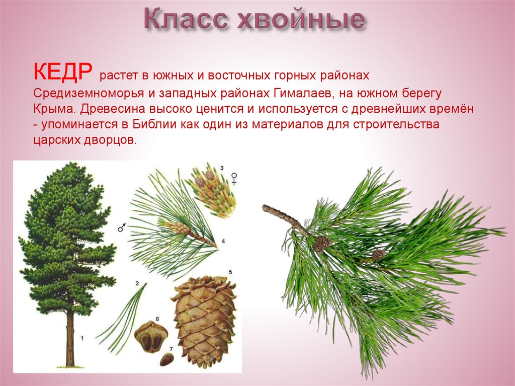 Гдз и решебник биология 5 класс пасечник - рабочая тетрадь