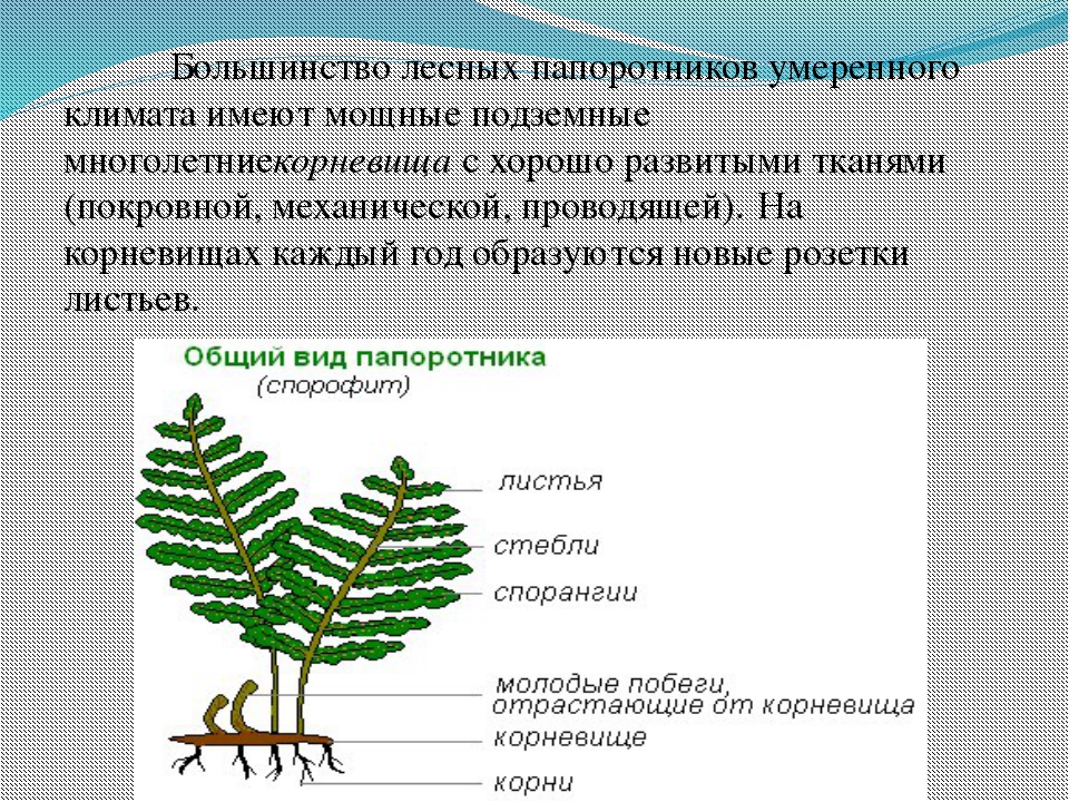 Гдз по русскому языку 5 класс ладыженская, баранов ✔ фгос, 2019-2023