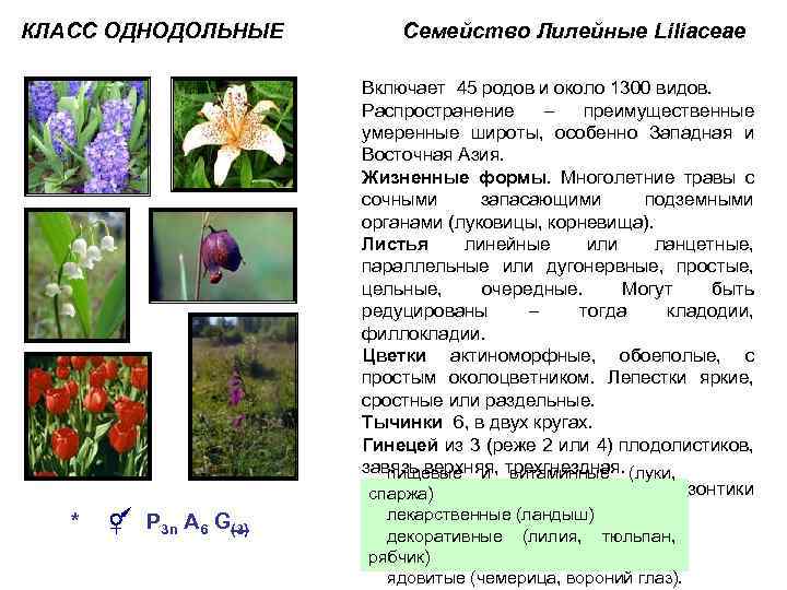 Класс однодольные, семейства лилейные и злаки, 6 класс