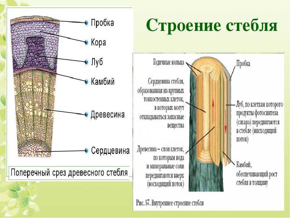 Внутреннее строение стебля дерева – таблица и рисунок для 6 класса
