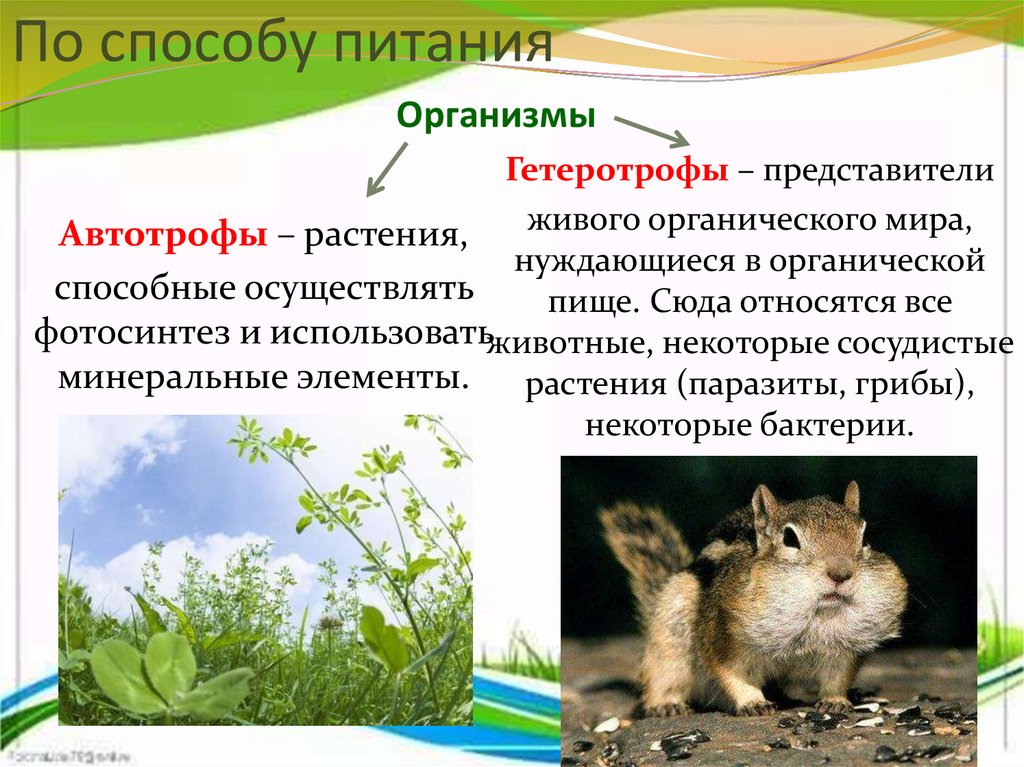 Гдз по биологии 5 класс пасечник, суматохин, учебник просвещение 2023