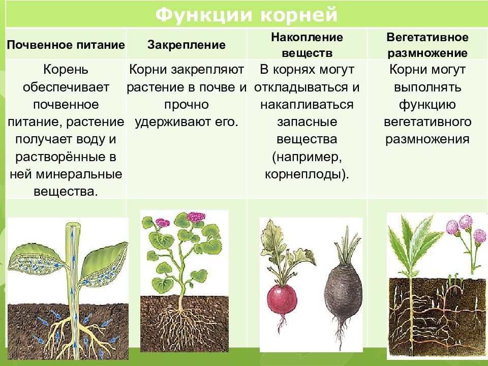 Гдз по биологии 5-6 пасечник линия жизни учебник