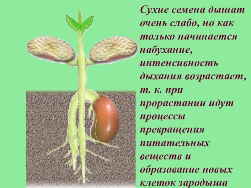 Дыхание растений – кратко и понятно о процессе (6 класс)