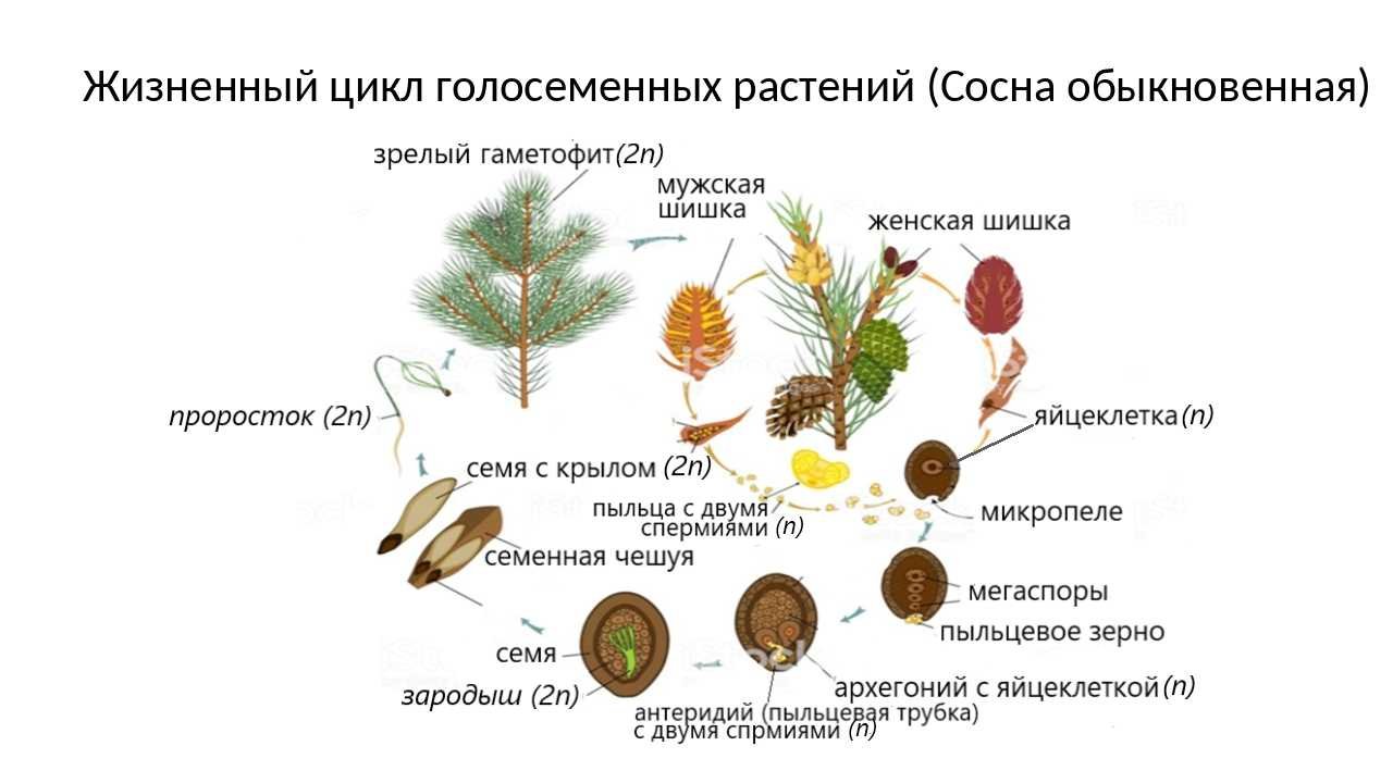 Chemistry48.ru > версия для печати > тест по теме «голосеменные»