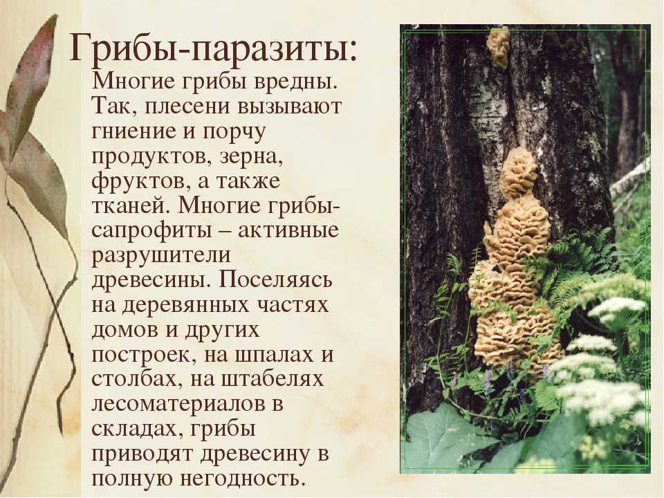 Гдз рф - готовые ответы по биологии для 5 класса рабочая тетрадь пасечник в.в., швецов г.г. линейный курс  просвещение