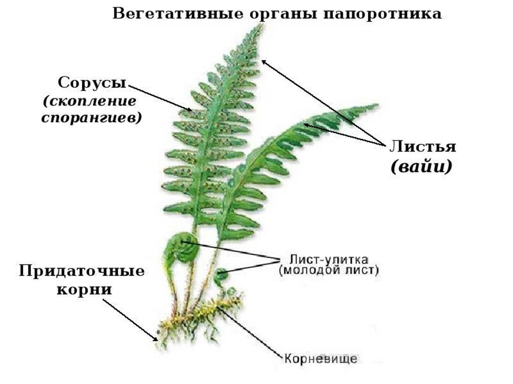 Гдз по биологии 7 класс лисов, учебник народная асвета 2022