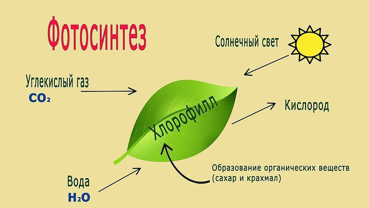 Гдз решебник по биологии 5-6 класс пасечник, суматохин, калинова, гапонюк учебник просвещение