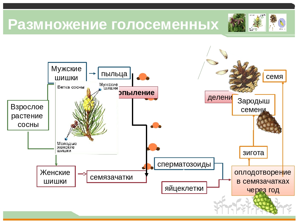 Гдз биология 5-6 класс пасечник, суматохин, калинова, гапонюк - учебник