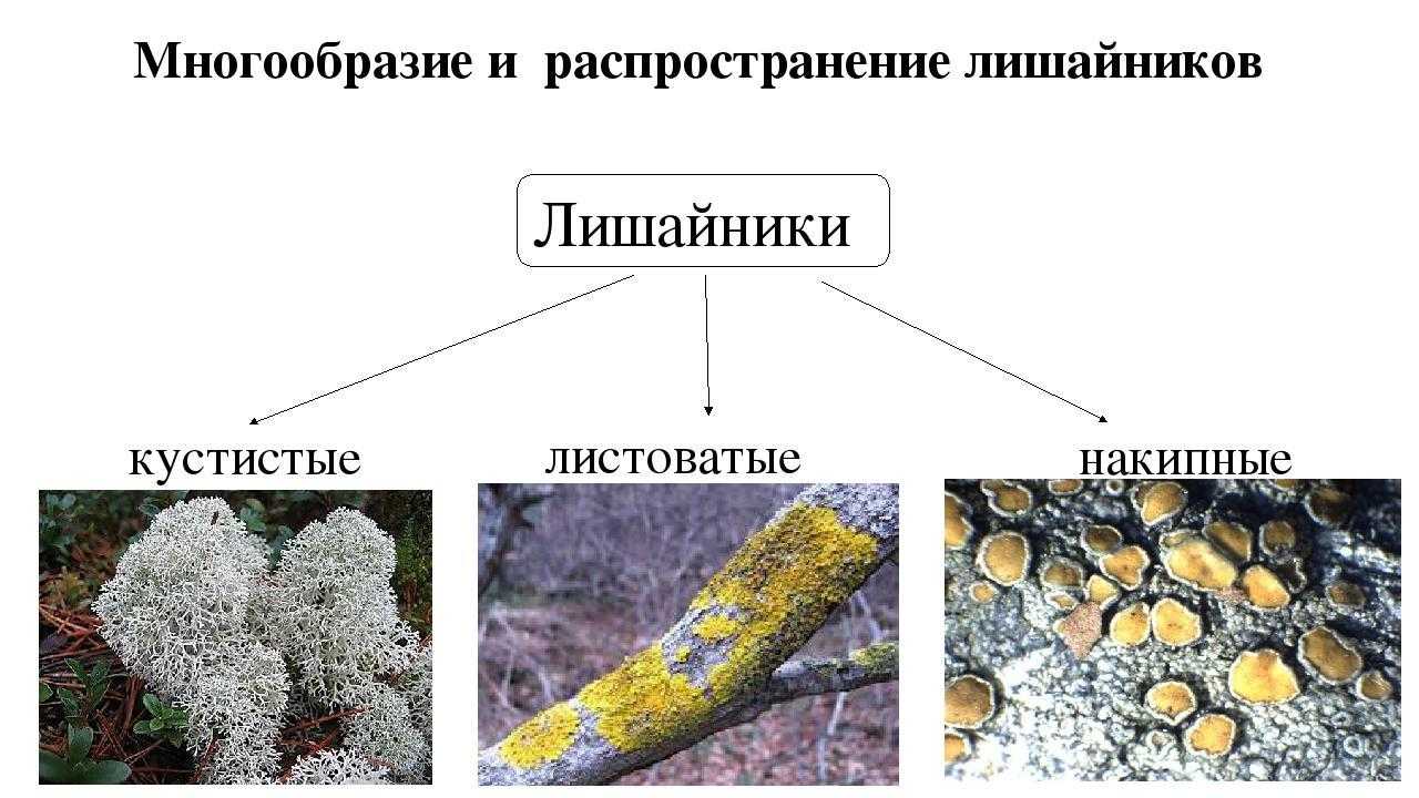 Гдз по биологии 5 класс рабочая тетрадь пасечник  линейный курс
