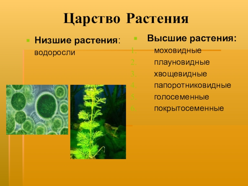Биология пасечник учебник §18 | 7 класс онлайн