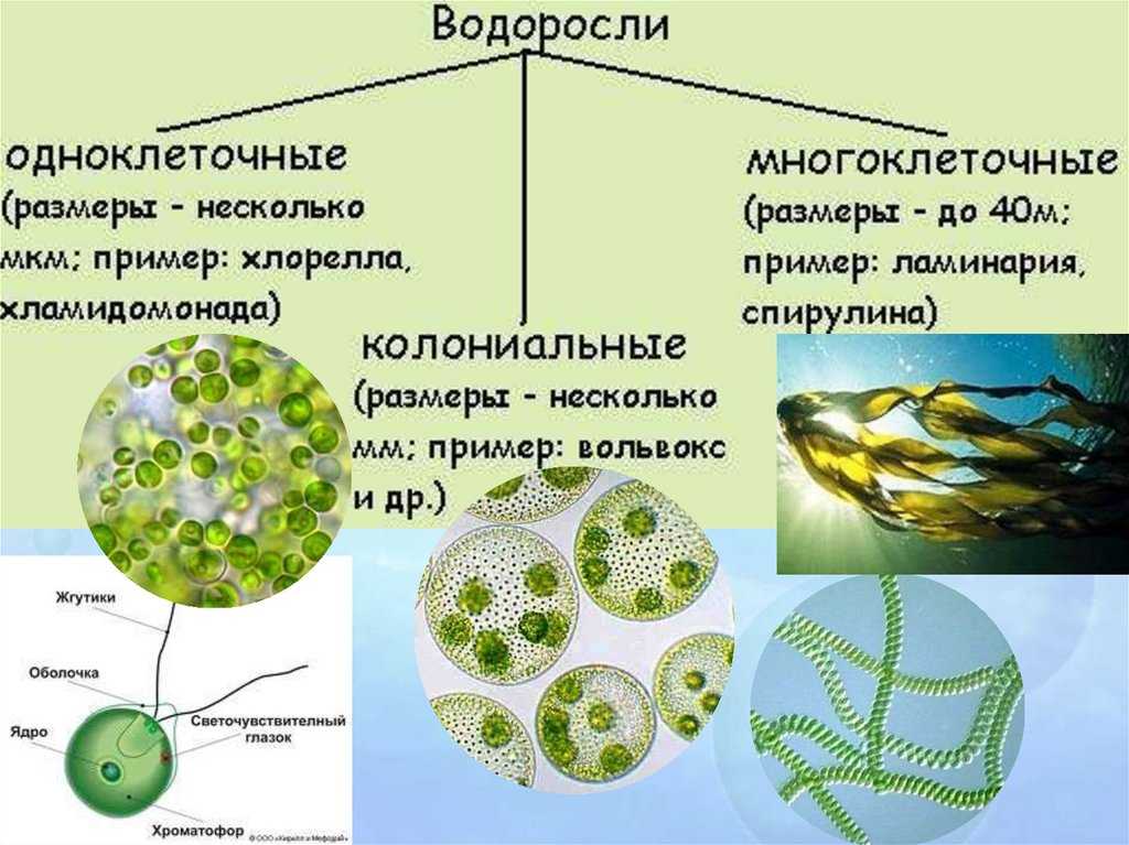 Гдз решебник по биологии 5-6 класс пасечник, суматохин, калинова, гапонюк учебник просвещение