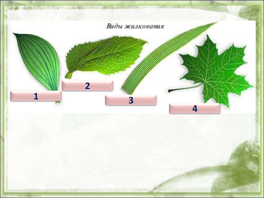 Биология 5-6 пасечник учебник §43 | частная школа. 6 класс