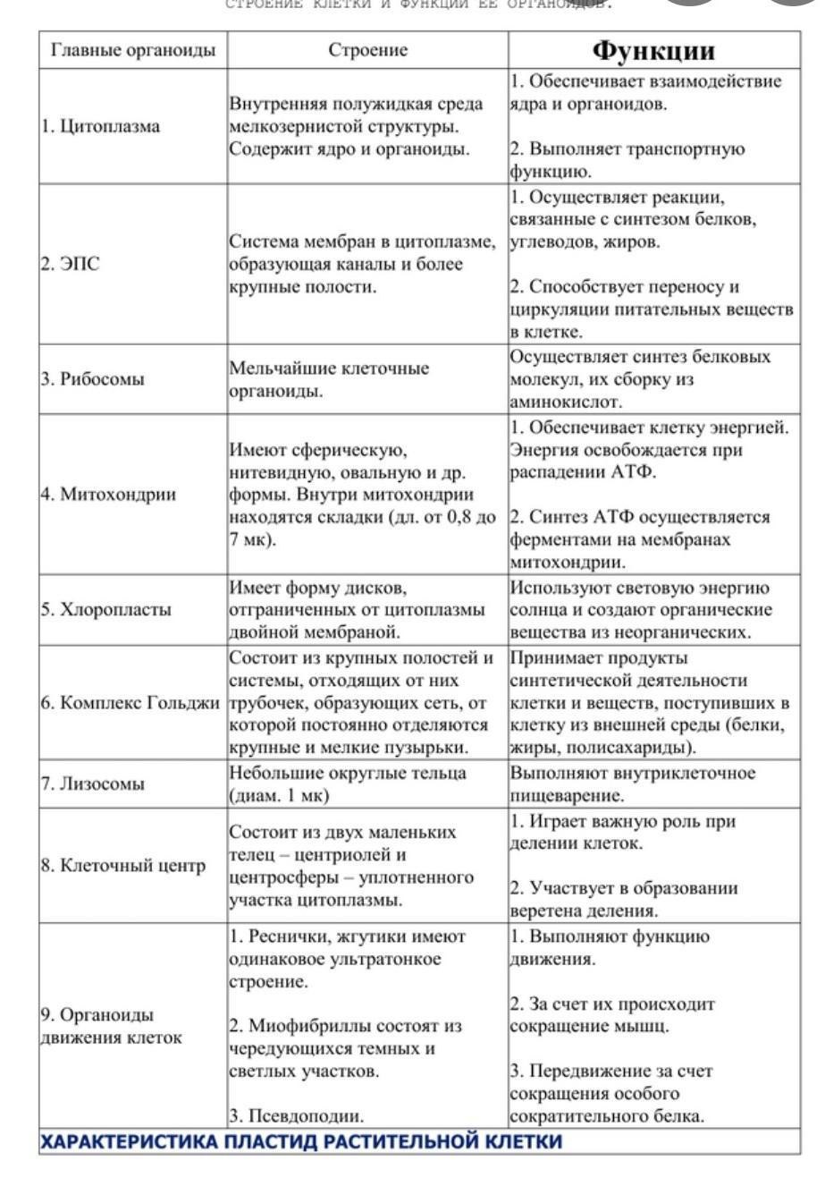 Презентация, доклад на тему тест по биологии царство бактерии