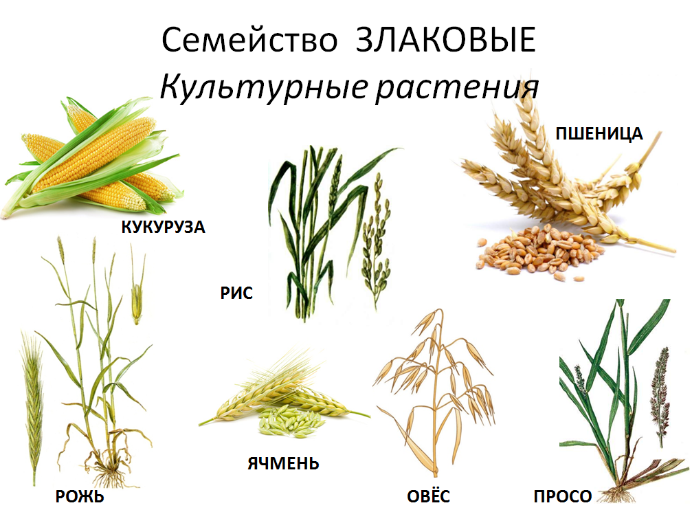 Гдз учебник по биологии 5-6 класс пасечник линия жизни