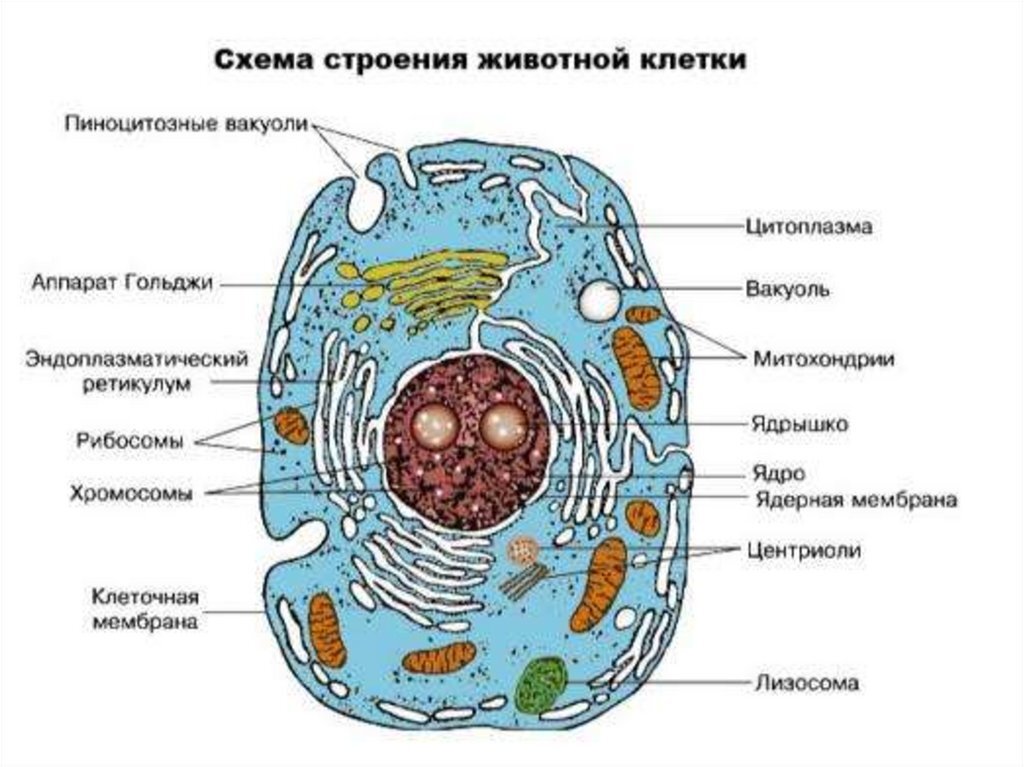 Гдз по биологии за 5 класс рабочая тетрадь  пасечник, суматохин