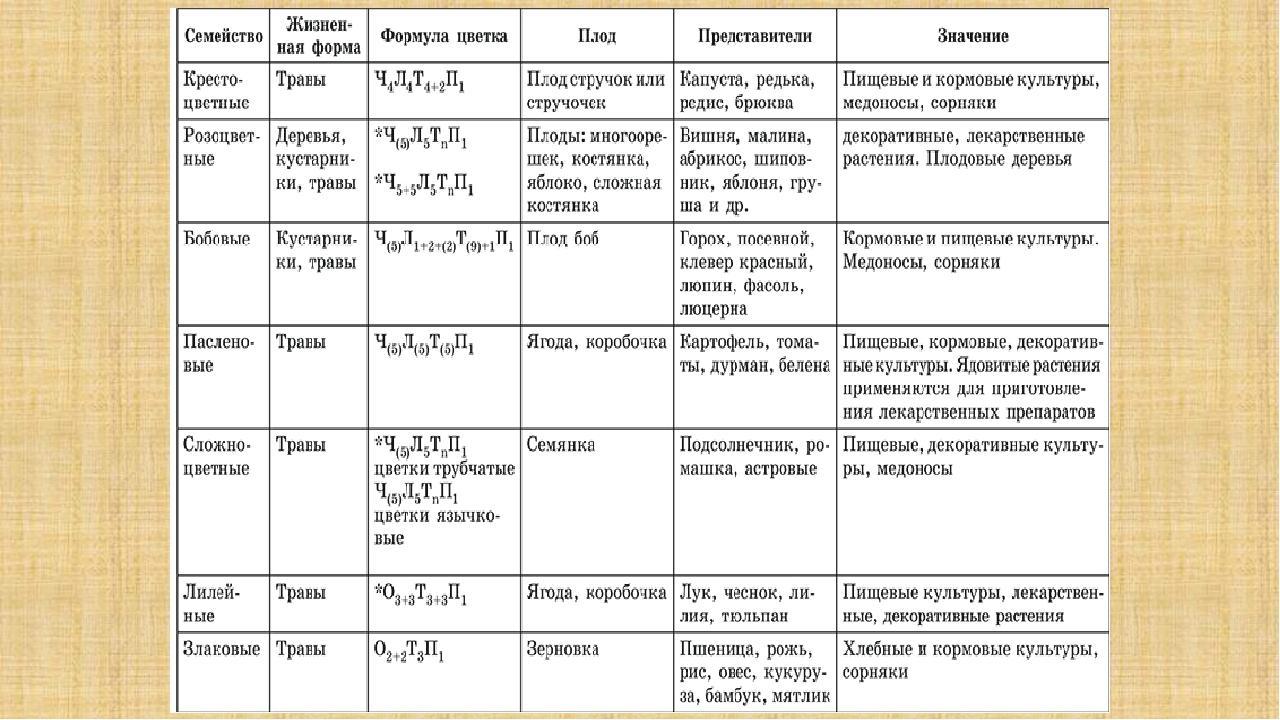 Классы цветковых растений 6 класс онлайн-подготовка на ростелеком лицей | тренажеры и разбор заданий
