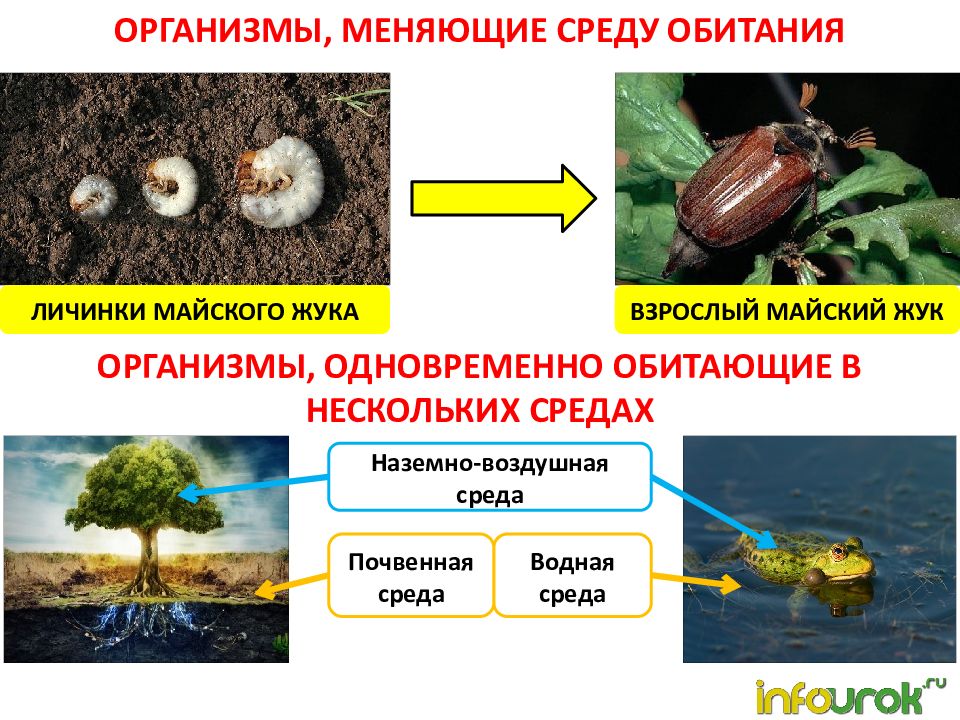 Тесты по биологии (5 класс) с ответами, контрольная работа онлайн