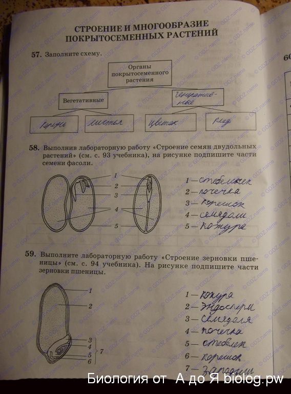 Гдз по биологии 5 класс: пасечник в. в.