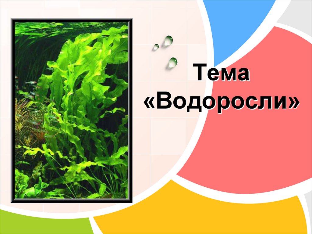§ 14. водоросли - илюшар - база знаний