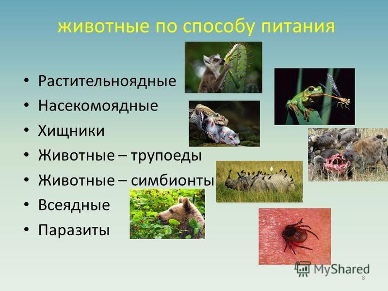 Ответы по биологии 5, 6 класс учебник пасечник, суматохин, калинова, гапонюк линия жизни   просвещение