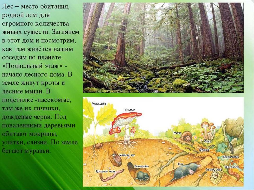 Сочинение какие экологические связи сложились в тайге?