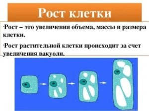 Гдз по биологии за 5 класс рабочая тетрадь пасечник