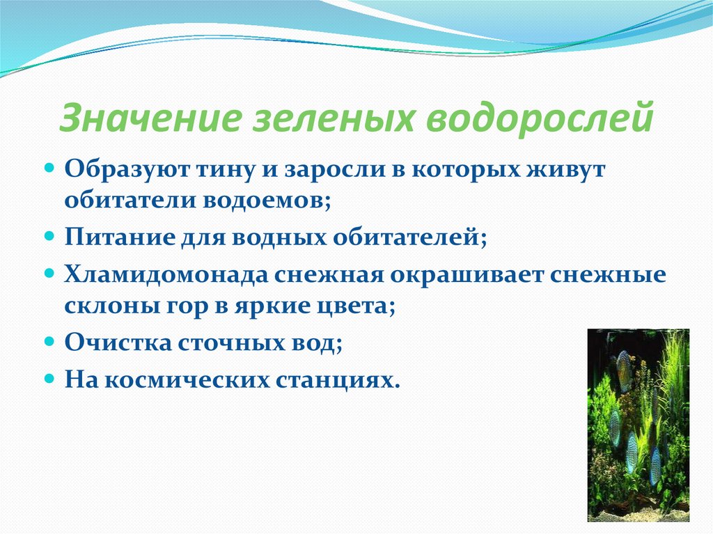 Гдз по биологии 5 класс учебник пасечник, суматохин, гапонюк