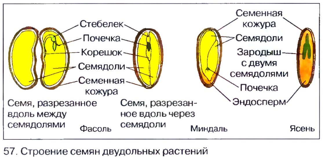 Из чего состоит зародыш семени 6 класс ответы