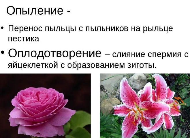 Гдз решебник биология 6 класс учебник «дрофа» пасечник.