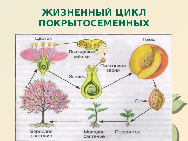 Гдз по биологии 6 класс пасечник, суматохин, учебник просвещение 2023