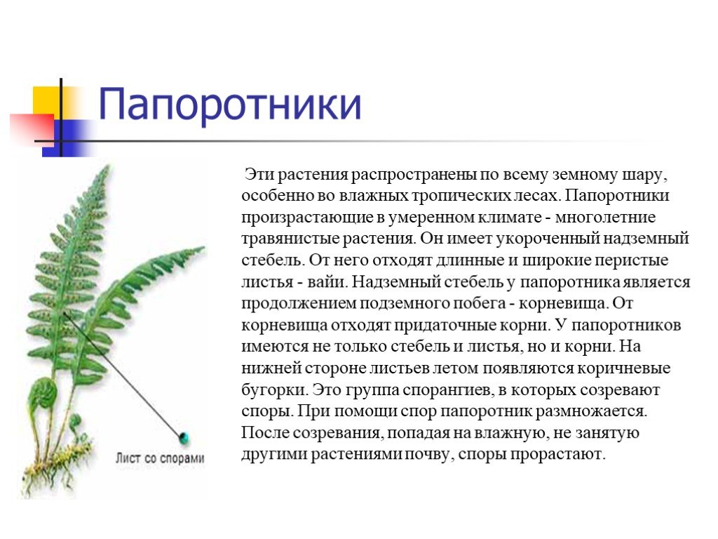 Рабочая тетрадь к учебнику по биологии пасечника 5 класс – гдз решебник по биологии 5 класс рабочая тетрадь пасечник