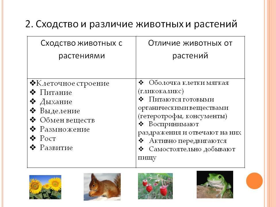 Тест по биологии живой организм. наука о живой природе для 5 класса