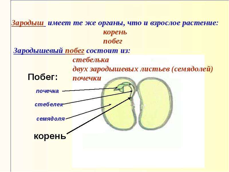 Гдз решебник биология 5 класс рабочая тетрадь линия жизни «просвещение» пасечник, суматохин, калинова.