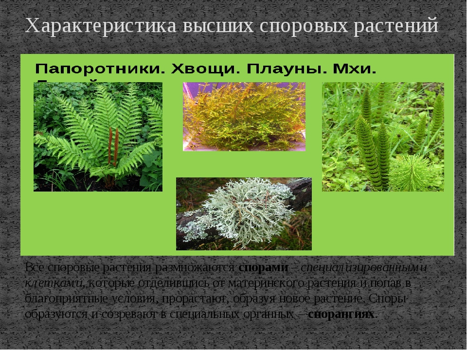 Многообразие и значение споровых растений, 5 класс