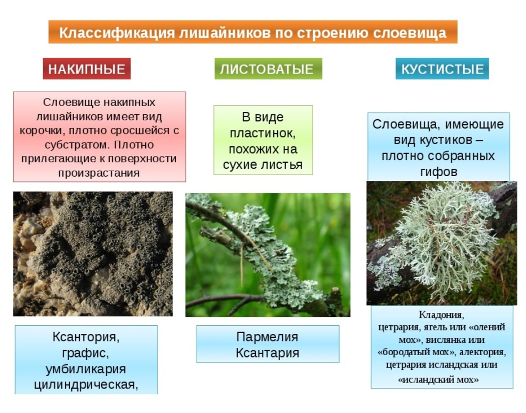 Лишайники