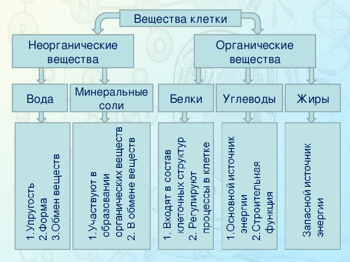 Биология пасечник 5 класс урок 8. химический состав клетки. органические вещества. страницы 28-29: - гдз решебники | mygdz.info