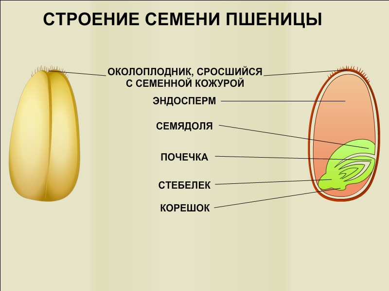 Гдз решебник по биологии 5-6 класс пасечник, суматохин, калинова, гапонюк учебник просвещение