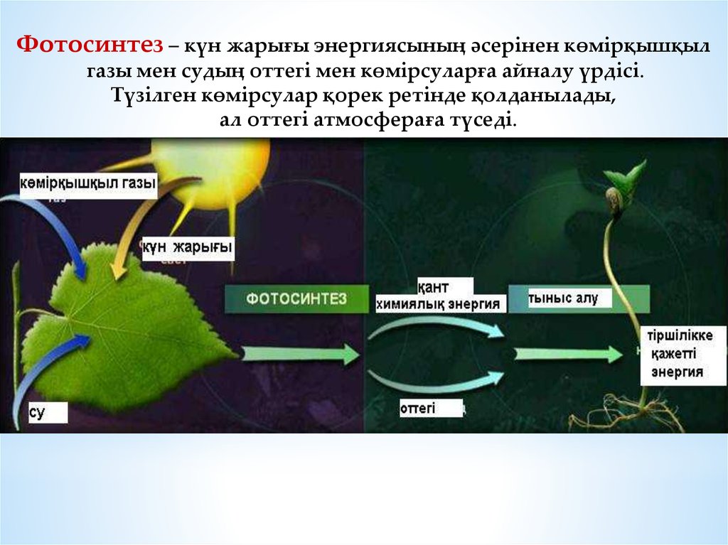 § 26. фотосинтез