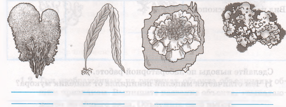 Биология 5-6 класс пасечник учебник