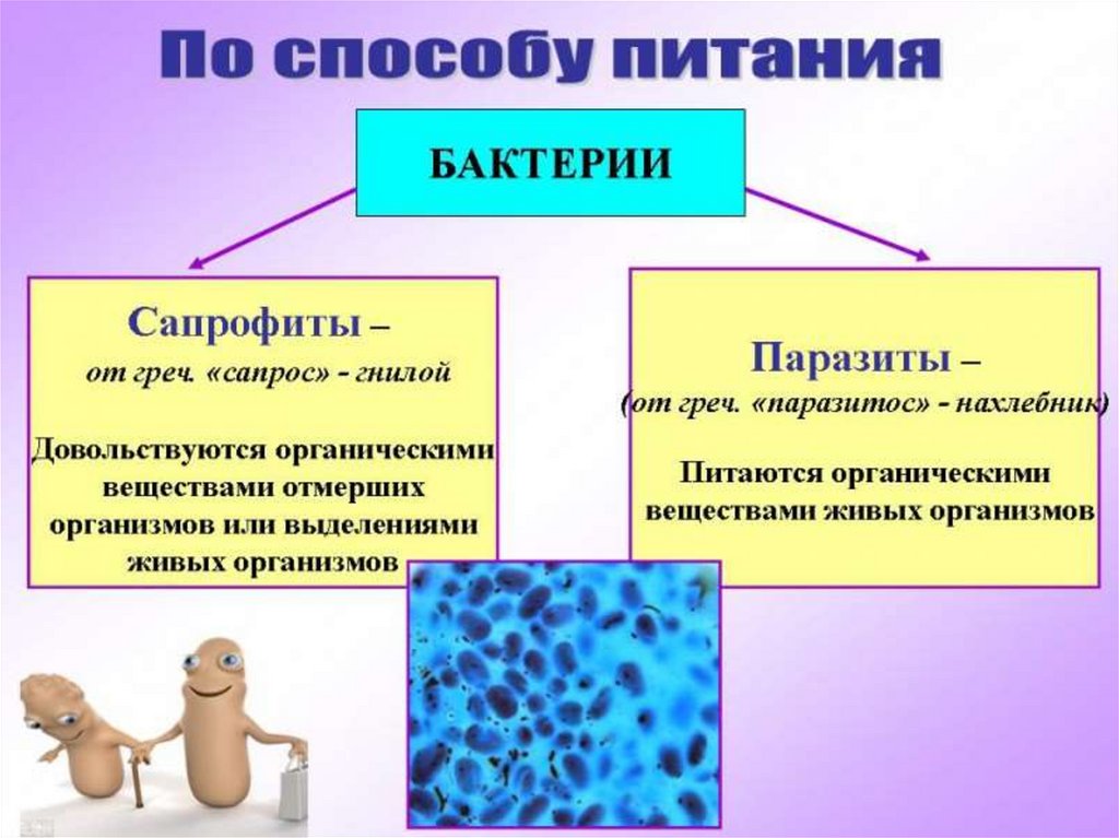 Гдз по биологии за 5‐6 класс  пасечник, суматохин