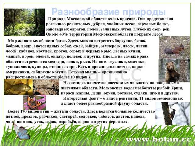 Леса россии стр. 95