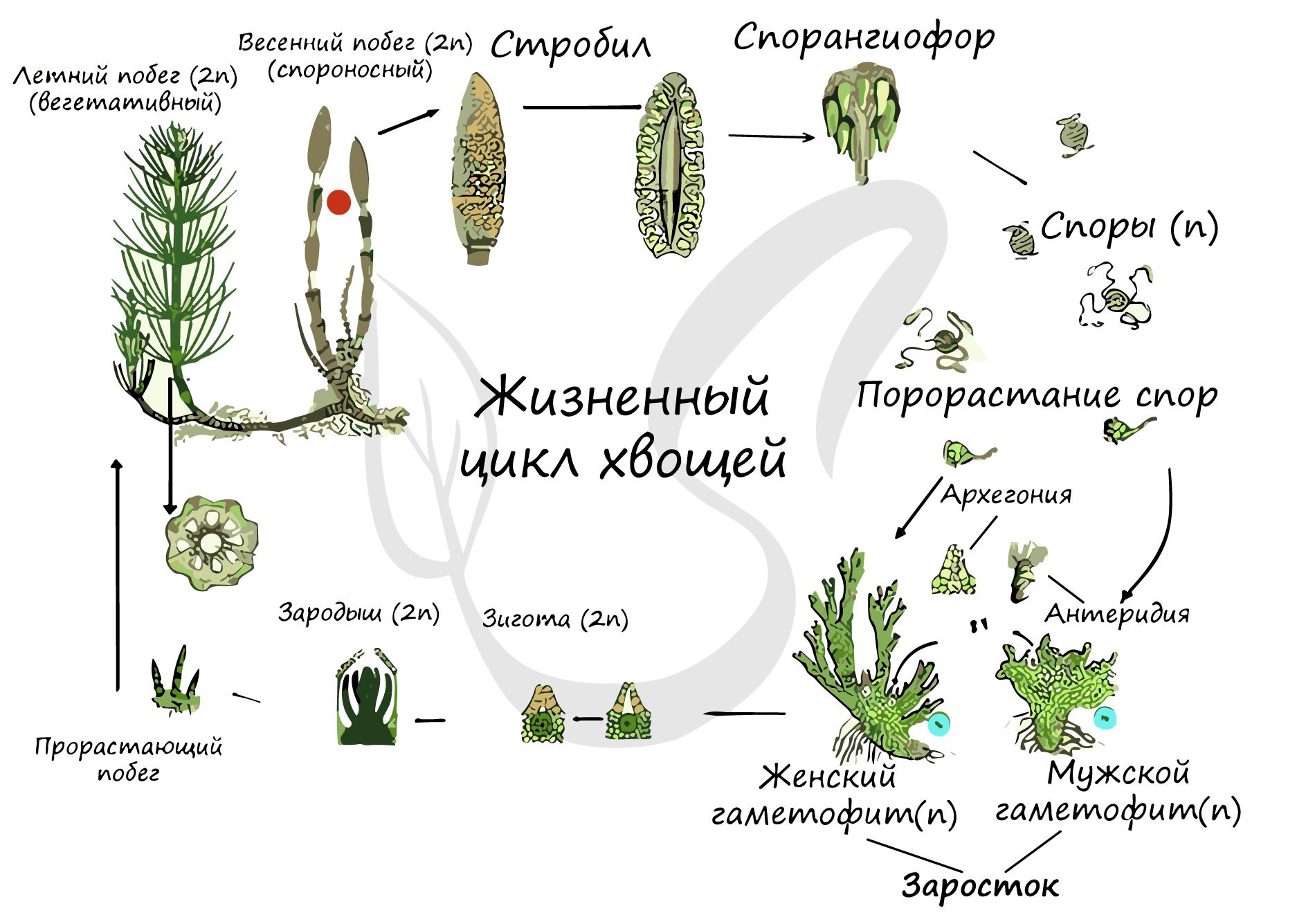 Биология пасечник учебник §18 | 7 класс онлайн