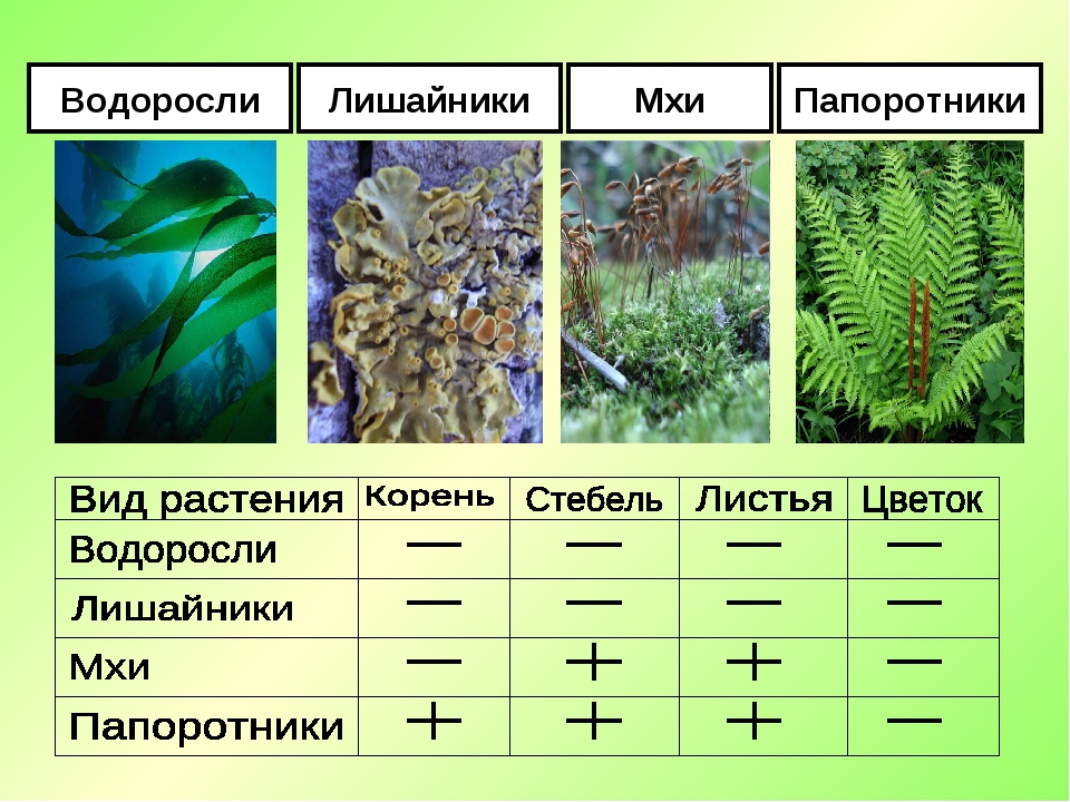 Гдз по биологии 5 класс рабочая тетрадь пасечник  линейный курс