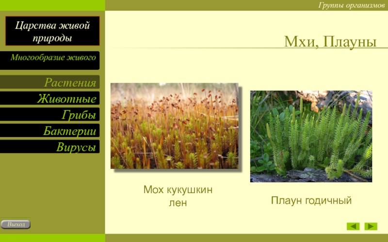 Тест по биологии моховидные для 5 класса
