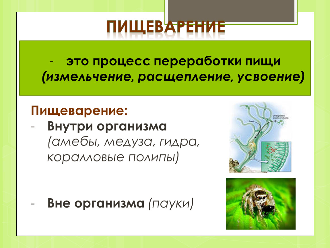 Гдз по биологии 5‐6 класс  пасечник