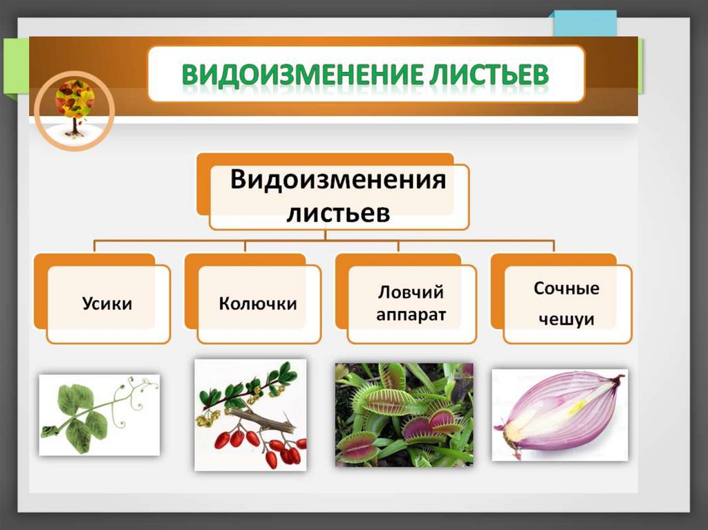 Гдз решебник по биологии 5-6 класс пасечник, суматохин, калинова, гапонюк учебник просвещение