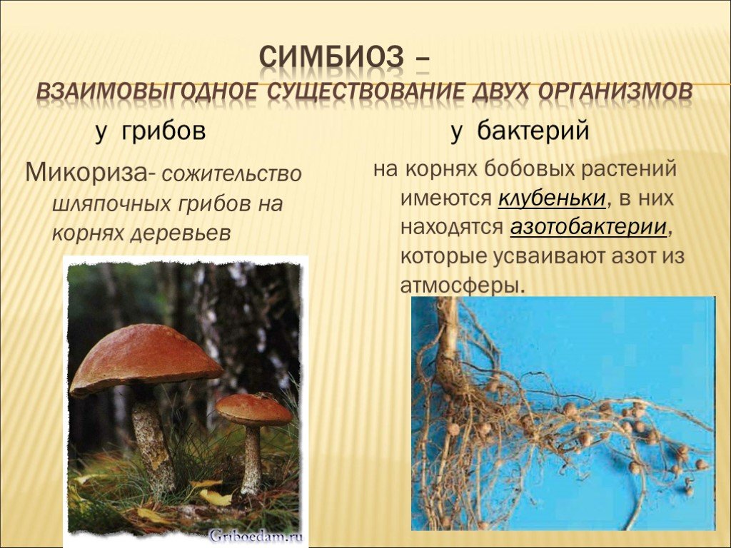 Гдз §1. биология в системе наук  к учебнику биология 10 класс линия жизни, пасечник