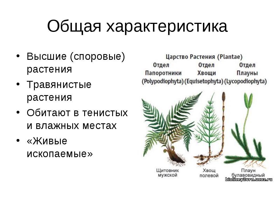 Гдз по биологии 5 класс рабочая тетрадь пасечник