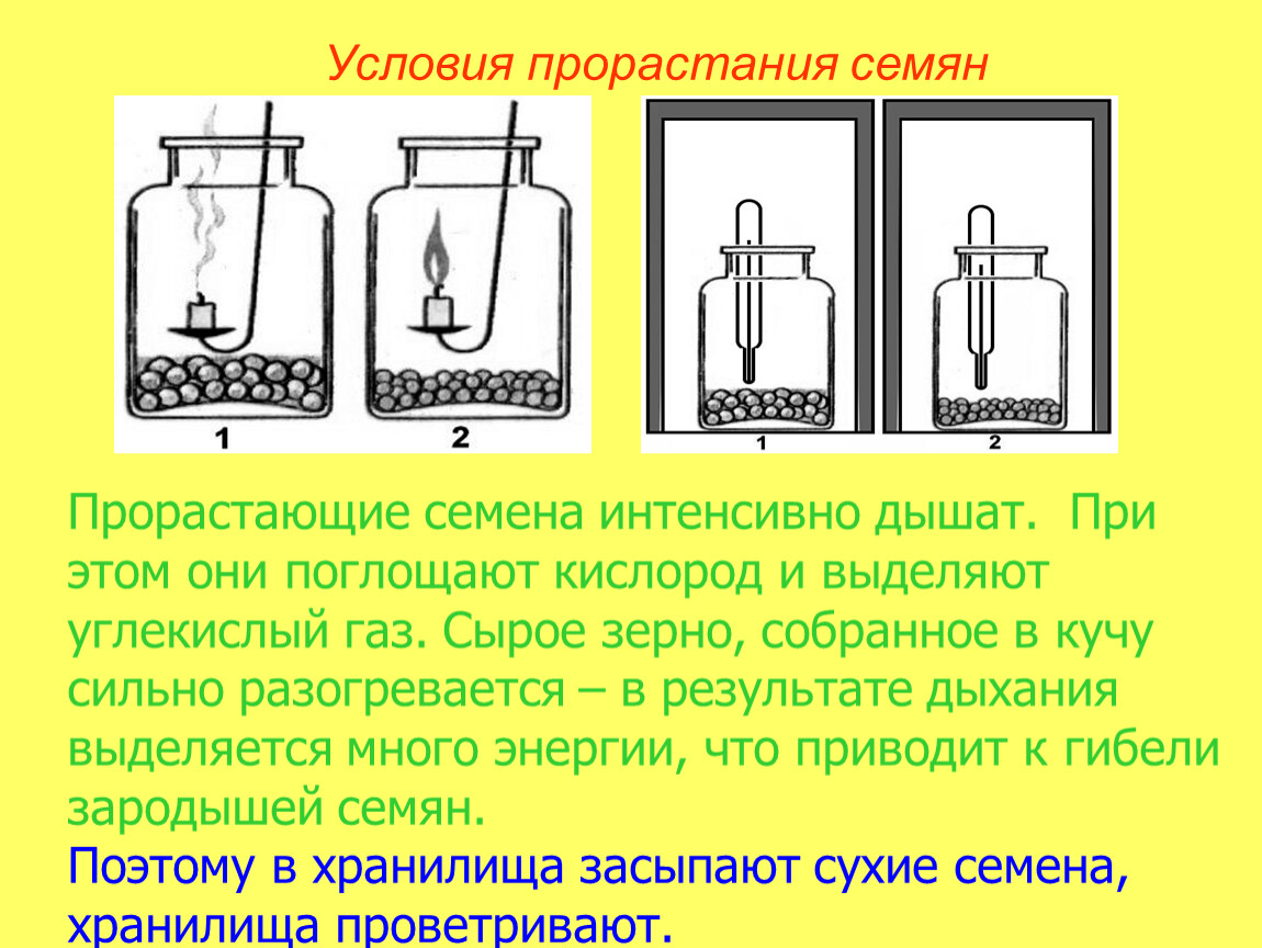 Гдз по биологии за 5‐6 класс  пасечник, суматохин