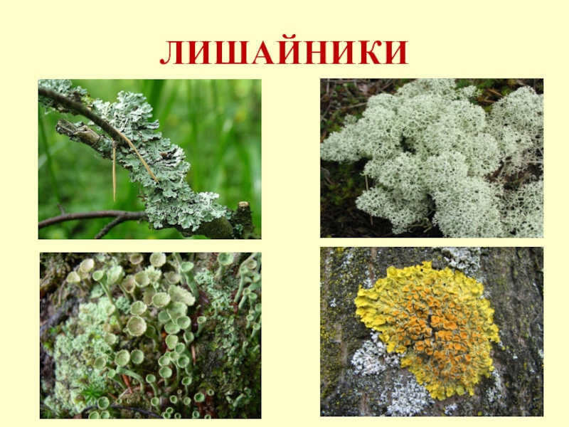 Биология пасечник учебник §26 | 7 класс онлайн